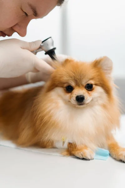 Κτηνίατρος Διεξάγει Εξέταση Των Αυτιών Της Υγείας Ενός Κουταβιού Σπιτζ — Φωτογραφία Αρχείου