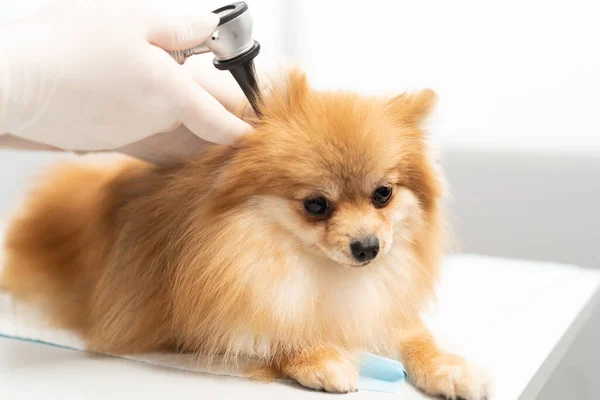 Veterinární Lékař Provádí Vyšetření Uší Zdraví Spitz Štěněte Psa Při — Stock fotografie