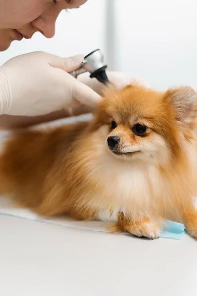 Een Dierenarts Voert Een Onderzoek Van Oren Van Gezondheid Van — Stockfoto