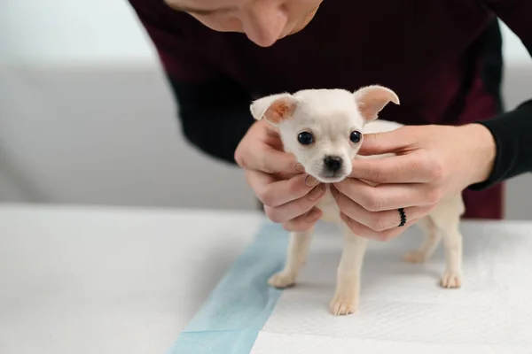 Chihuahua puppy dog on examination in a veterinary clinic. Checking dog\'s teeth.