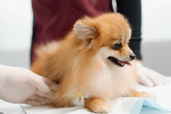 Veterinarian Doctor Makes Injection Inserts Catheter Spitz Dog Examination Veterinary — 스톡 사진
