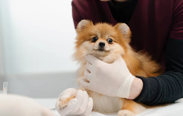 Medico Veterinario Iniezione Inserisce Catetere Cane Spitz All Esame Una — Foto Stock