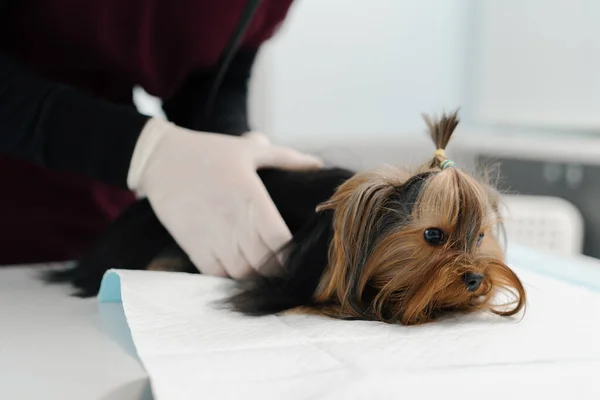Dog Puppy Yorkshire Terrier Examination Veterinary Clinic Puppy Health Checkup — Foto Stock