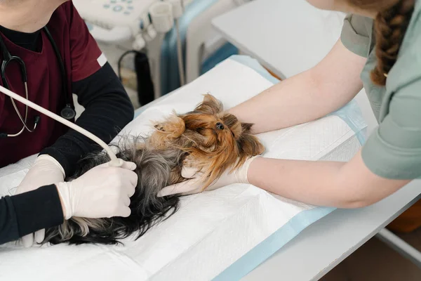 Una Clinica Veterinaria Medico Veterinario Effettua Ecografia Cane Yorkshire Terrier — Foto Stock