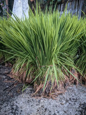 Bir avuç pirinç tohumu ekmeye hazır.
