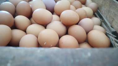 Bedava yerli tavuk yumurtası ve pişirilmeye ya da satılmaya hazır.