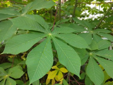 yeşil manyok yaprakları, arkaplan ve sunum şablonu olarak kullanılabilir
