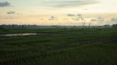 Öğleden sonra pirinç tarlalarının ve gökyüzünün fotoğrafı.