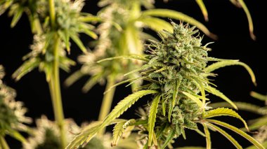 Vahşi kenevir bitkileri, güneş ışığıyla aydınlatılır. Bitki, organik. Tıbbi marihuana ürünleri. Esrar yapraklı koyu bir arka plan. Yüzeyin derinliği. Seçici odak.