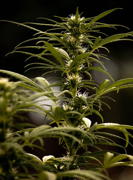 Vahşi kenevir bitkileri, güneş ışığıyla aydınlatılır. Bitki, organik. Tıbbi marihuana ürünleri. Esrar yapraklı koyu bir arka plan. Yüzeyin derinliği. Seçici odak.
