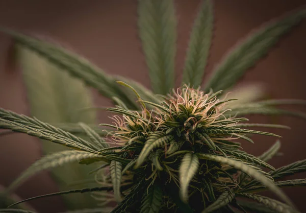 Vahşi kenevir bitkileri, güneş ışığıyla aydınlatılır. Bitki, organik. Tıbbi marihuana ürünleri. Esrar yapraklı koyu bir arka plan. Yüzeyin derinliği. Seçici odak.