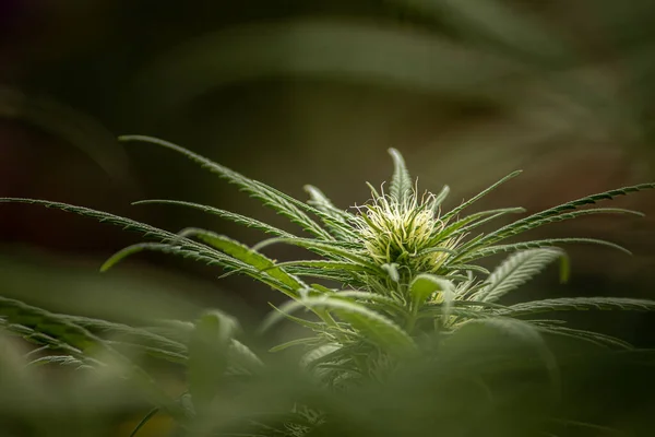 Vahşi kenevir bitkileri, güneş ışığıyla aydınlatılır. Bitki, organik. Tıbbi marihuana ürünleri. Esrar yapraklı koyu bir arka plan. Yüzeyin derinliği. Seçici odak.