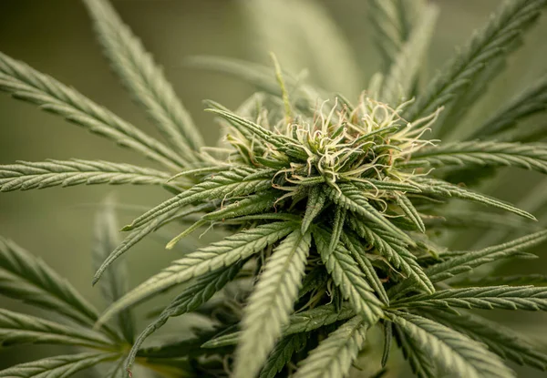 Vahşi kenevir bitkileri, güneş ışığıyla aydınlatılır. Bitki, organik. Tıbbi marihuana ürünleri. Esrar yapraklı koyu bir arka plan. Yüzeyin derinliği. Seçici odak.