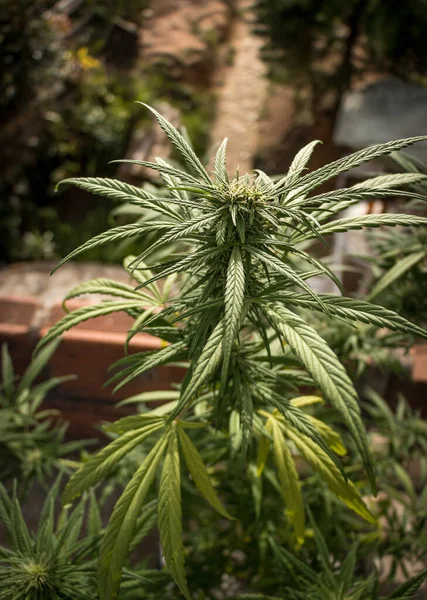 Vahşi kenevir bitkileri, güneş ışığıyla aydınlatılır. Bitki, organik. Tıbbi marihuana ürünleri. Esrar yapraklı koyu bir arka plan. Yüzeyin derinliği. Seçici odak.