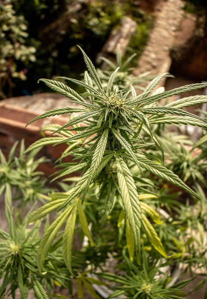 Vahşi kenevir bitkileri, güneş ışığıyla aydınlatılır. Bitki, organik. Tıbbi marihuana ürünleri. Esrar yapraklı koyu bir arka plan. Yüzeyin derinliği. Seçici odak.