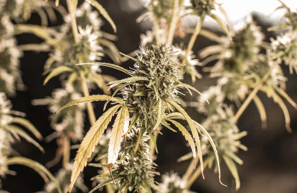 Vahşi kenevir bitkileri, güneş ışığıyla aydınlatılır. Bitki, organik. Tıbbi marihuana ürünleri. Esrar yapraklı koyu bir arka plan. Yüzeyin derinliği. Seçici odak.