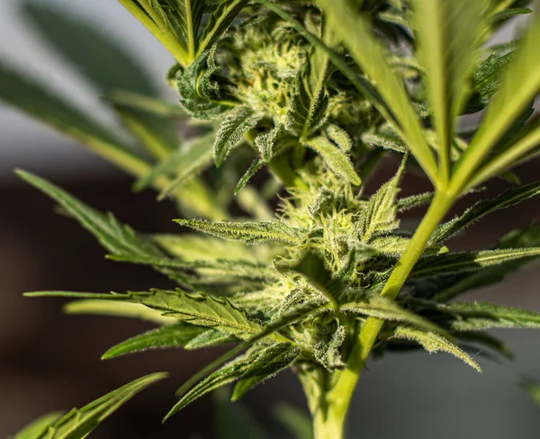 Vahşi kenevir bitkileri, güneş ışığıyla aydınlatılır. Bitki, organik. Tıbbi marihuana ürünleri. Esrar yapraklı koyu bir arka plan. Yüzeyin derinliği. Seçici odak.