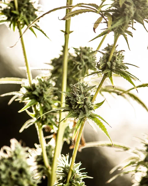 Vahşi kenevir bitkileri, güneş ışığıyla aydınlatılır. Bitki, organik. Tıbbi marihuana ürünleri. Esrar yapraklı koyu bir arka plan. Yüzeyin derinliği. Seçici odak.