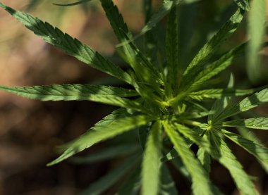 Arka planda marihuana yaprağı, tıbbi amaçlar için marihuana, CBD. Kenevir..