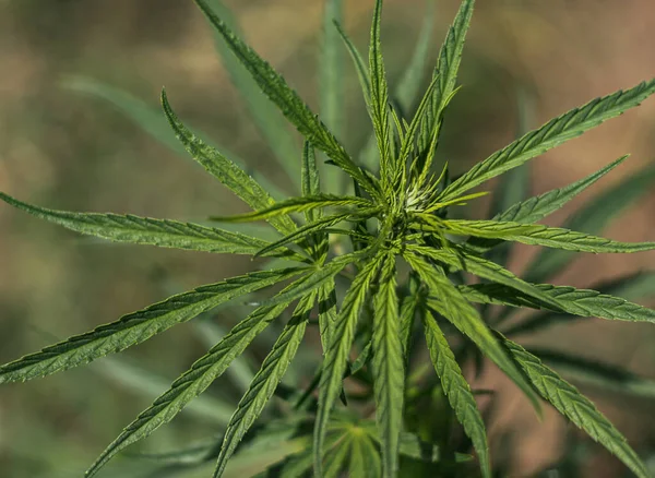Arka planda marihuana yaprağı, tıbbi amaçlar için marihuana, CBD. Kenevir..