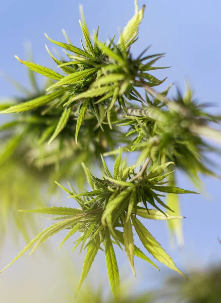 Arka planda marihuana yaprağı, tıbbi amaçlar için marihuana, CBD. Kenevir..