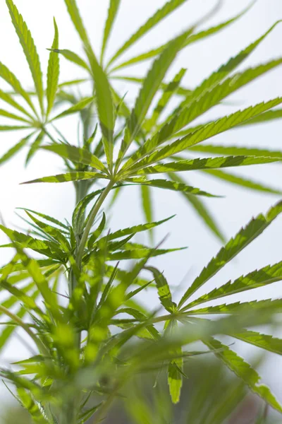 Arka planda marihuana yaprağı, tıbbi amaçlar için marihuana, CBD. Kenevir..