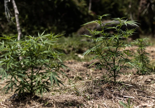 Arka planda marihuana yaprağı, tıbbi amaçlar için marihuana, CBD. Kenevir..