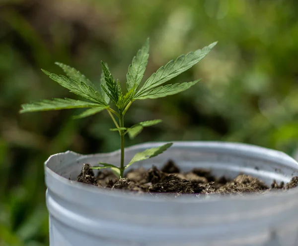 Arka planda marihuana yaprağı, tıbbi amaçlar için marihuana, CBD. Kenevir..