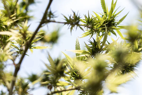 Arka planda marihuana yaprağı, tıbbi amaçlar için marihuana, CBD. Kenevir..