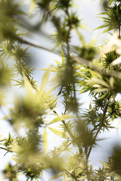 Arka planda marihuana yaprağı, tıbbi amaçlar için marihuana, CBD. Kenevir..