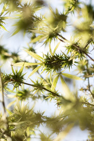 Arka planda marihuana yaprağı, tıbbi amaçlar için marihuana, CBD. Kenevir..