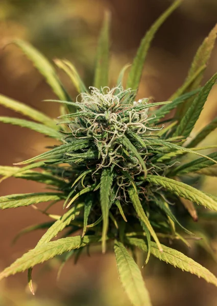 Arka planda marihuana yaprağı, tıbbi amaçlar için marihuana, CBD. Kenevir..