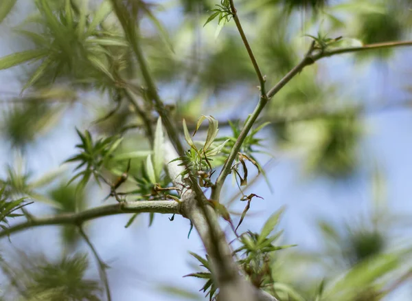 Arka planda marihuana yaprağı, tıbbi amaçlar için marihuana, CBD. Kenevir..