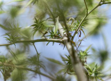 Arka planda marihuana yaprağı, tıbbi amaçlar için marihuana, CBD. Kenevir..