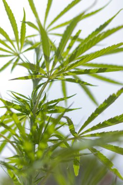 Arka planda marihuana yaprağı, tıbbi amaçlar için marihuana, CBD. Kenevir..