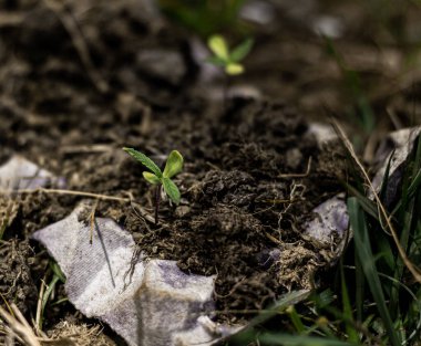 Arka planda marihuana yaprağı, tıbbi amaçlar için marihuana, CBD. Kenevir..