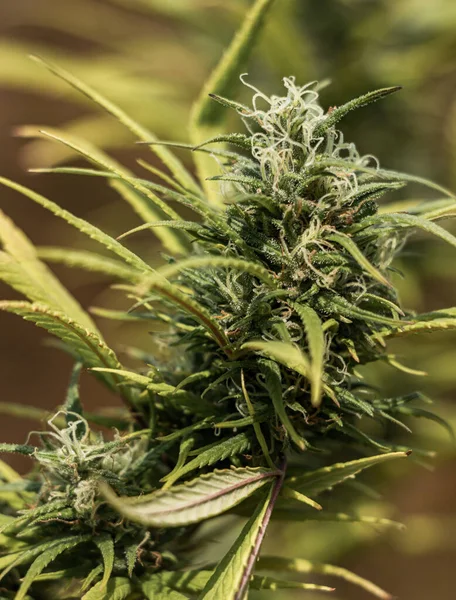 Arka planda marihuana yaprağı, tıbbi amaçlar için marihuana, CBD. Kenevir..