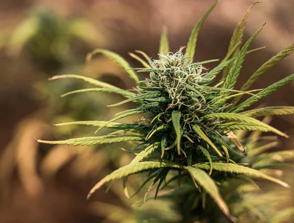 Arka planda marihuana yaprağı, tıbbi amaçlar için marihuana, CBD. Kenevir..