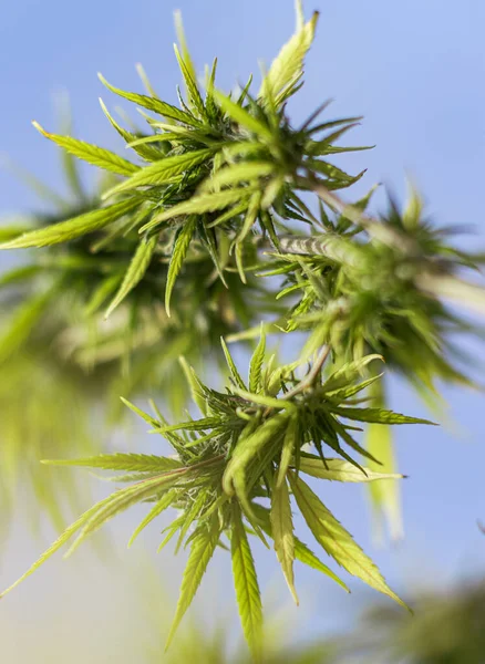 Arka planda marihuana yaprağı, tıbbi amaçlar için marihuana, CBD. Kenevir..