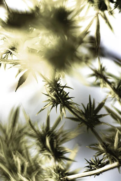 Arka planda marihuana yaprağı, tıbbi amaçlar için marihuana, CBD. Kenevir..