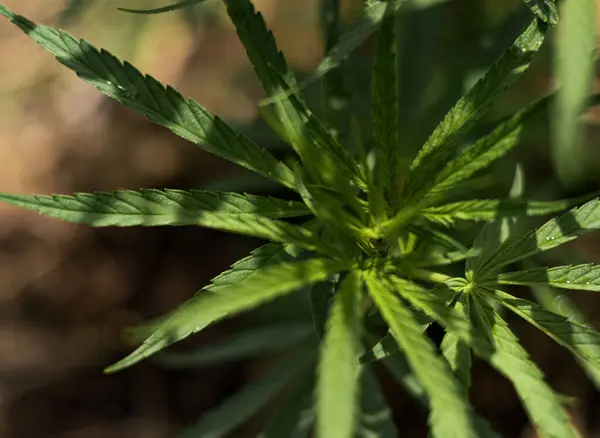 Arka planda marihuana yaprağı, tıbbi amaçlar için marihuana, CBD. Kenevir..