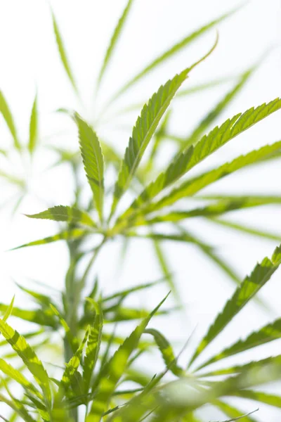 Arka planda marihuana yaprağı, tıbbi amaçlar için marihuana, CBD. Kenevir..