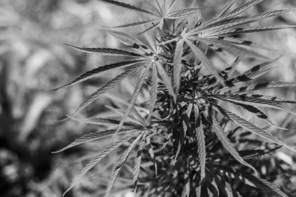 Arka planda marihuana yaprağı, tıbbi amaçlar için marihuana, CBD. Kenevir..