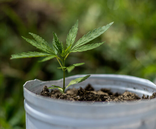 Marijuana leaf on bokeh background, marihuna for medicinal purposes,CBD. Hemp plant.