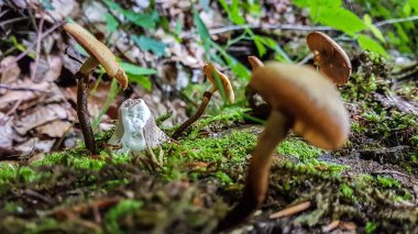 Uttewalder Grund, Saksonya, Almanya 'daki Felsentor' a giden yolda bir ağaç gövdesindeki mantar ve yosun manzarası.