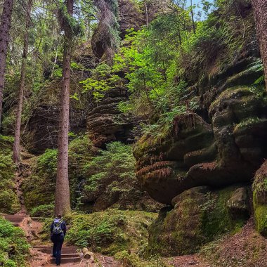 Bad Schandau, Saksonya, Almanya yakınlarındaki Schrammsteine kayalıklarına giden Lattengrund adında bir orman yolunda büyük kum taşı yüzeyi.