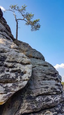 Felsenburg Neurathen, Saksonya, Almanya 'da kayalık bir yamaçta bir ağaç