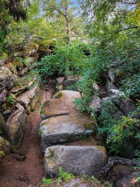 Almanya, Saksonya, Koenigstein yakınlarındaki Felsenlabirent Langenhennersdorf 'ta yosun ve eğreltiotlarıyla kaplı tapınak benzeri kumtaşı oluşumu.