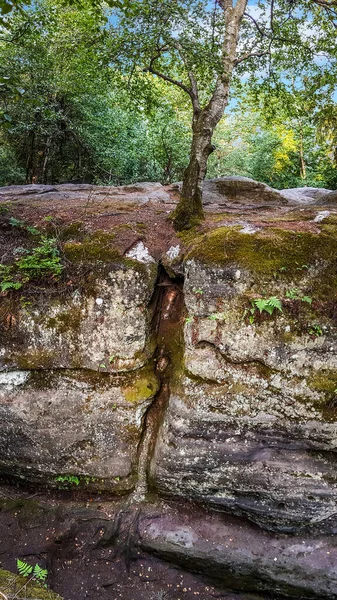 Moosiger Querschnitt Eines Baumes Der Durch Einen Felsen Felsenlabyrinth Langenhennersdorf — Stockfoto