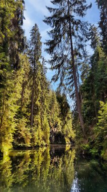 Kirnitzschklamm adında vahşi ve romantik nehir vadisi Hinterhermsdorf, Saksonya, Almanya yakınlarında parlayan suyla